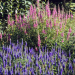 Veronica spicata 'Rotfuchs’ 